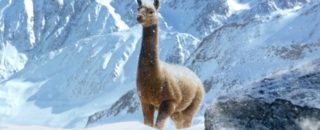 JC4_Llama_In_Alpine